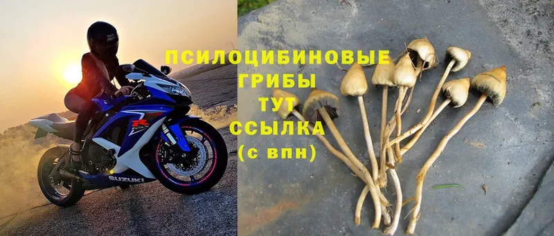 Галлюциногенные грибы Cubensis  Комсомольск 